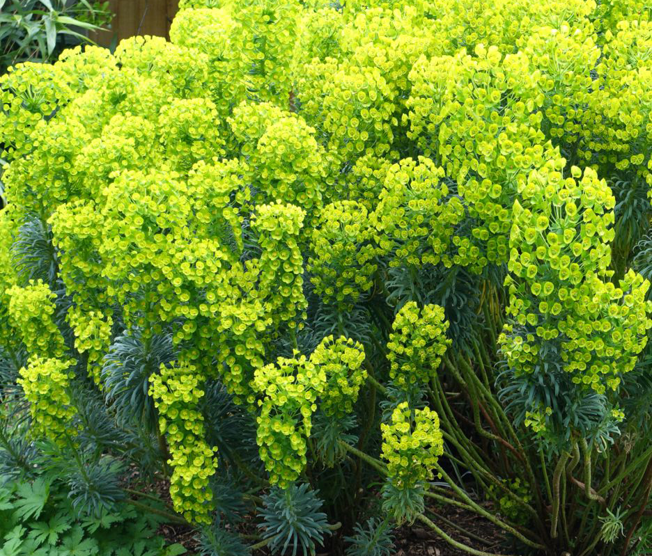 Euphorbe Characias Ssp Wulfenii Mon Jardin Online