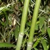 Phyllostachys Bissetii 5