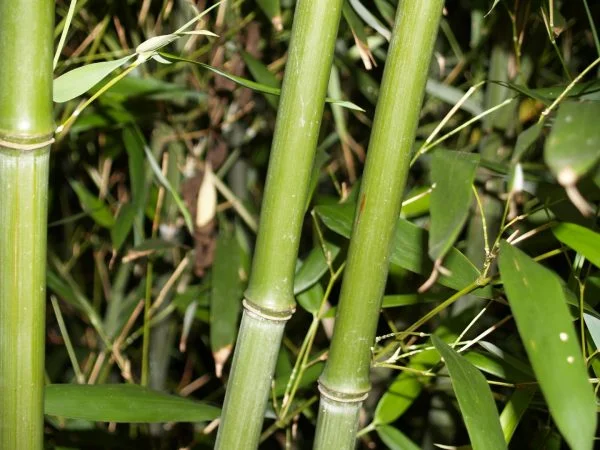 Phyllostachys Bissetii 5