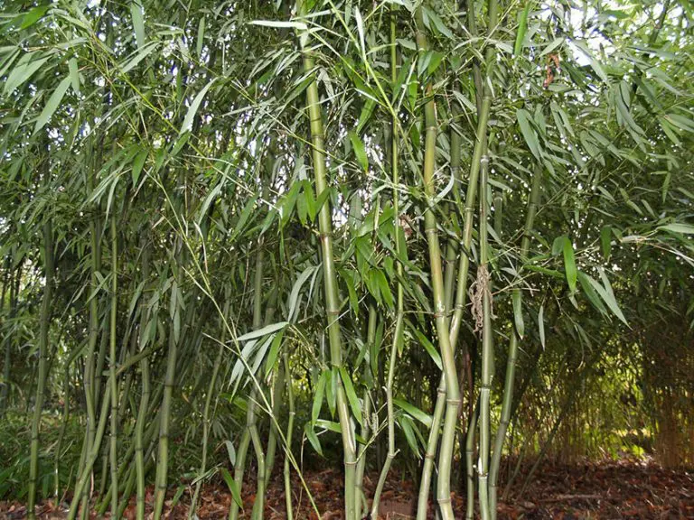 Phyllostachys aureosulcata F. alata 4