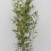 phyllostachys bissetii monjardin online