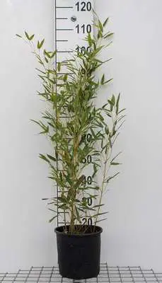 phyllostachys bissetii monjardin online