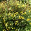 Hypericum Millepertuis Hidcote monjardin online scaled