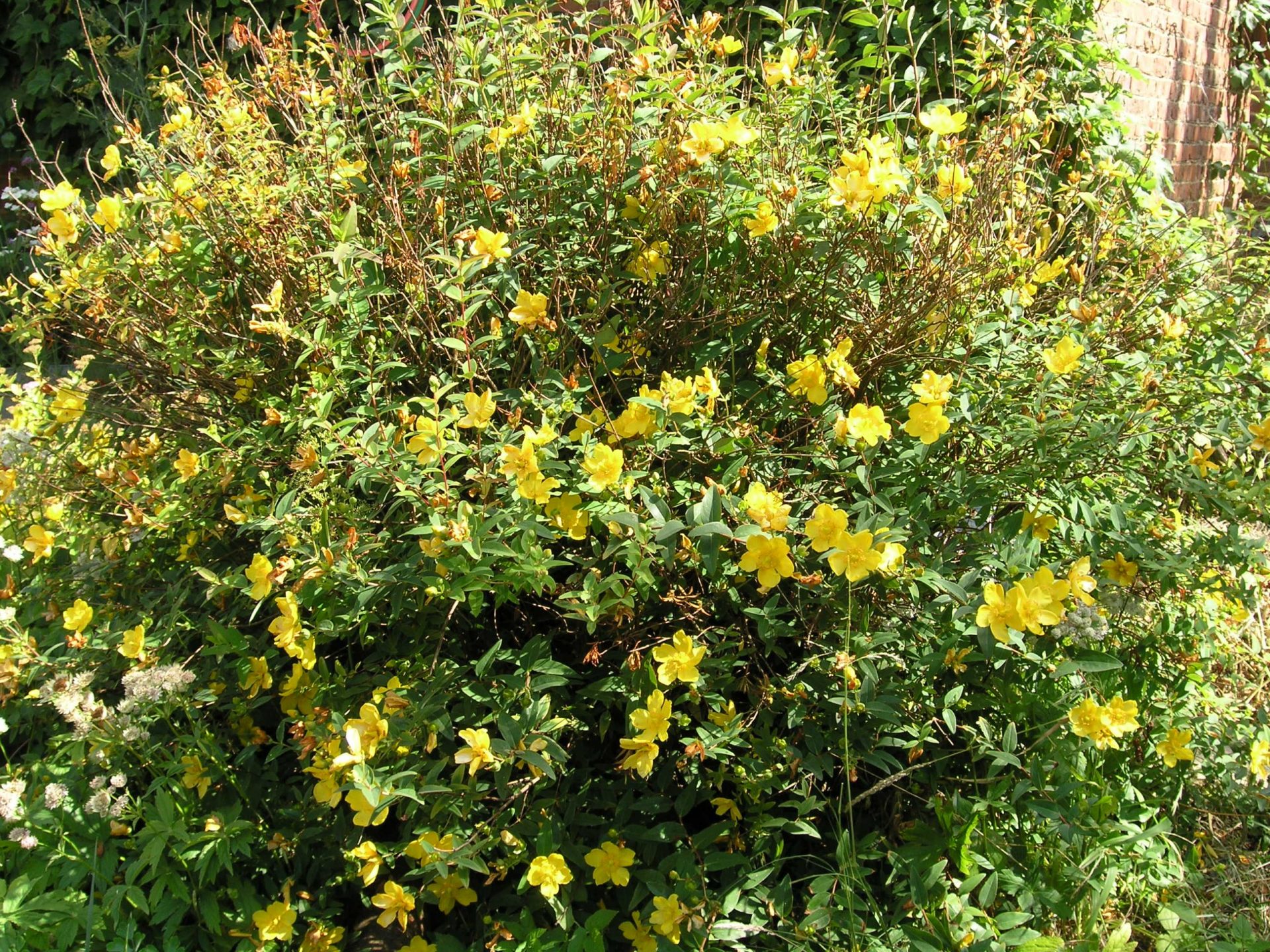 Hypericum Millepertuis Hidcote monjardin online scaled