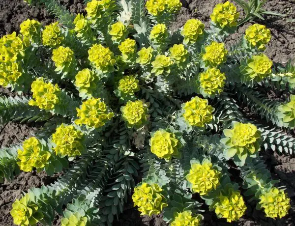 Euphorbia mysinites