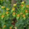 Euphorbia mysinites 2