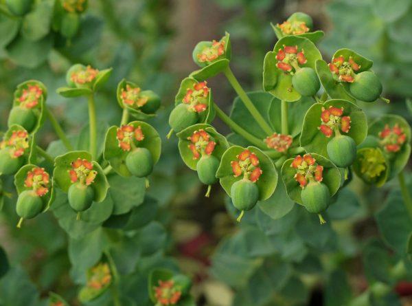 Euphorbia mysinites 2