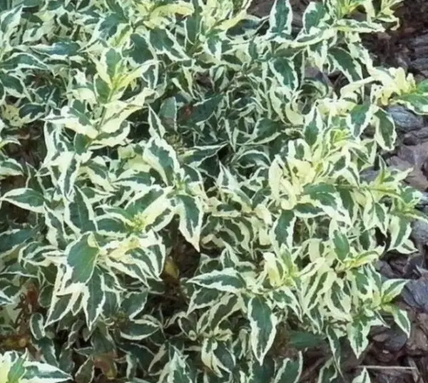 diervilla sessilifolia cool splash 1