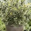 diervilla sessilifolia cool splash1