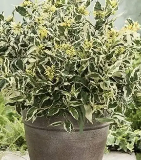 diervilla sessilifolia cool splash1