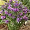 Tradescantia andersoniana JS® Brainstorm 'COV'