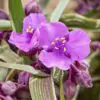 Tradescantia andersoniana JS® Brainstorm 'COV'