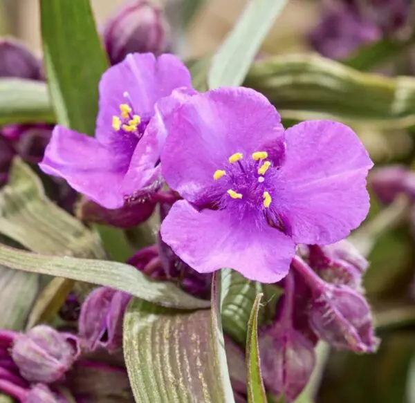 Tradescantia andersoniana JS® Brainstorm 'COV'