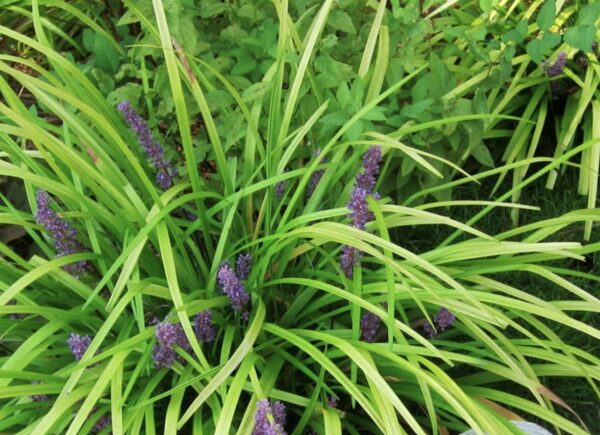 Liriope muscari Peedee Gold Ingot