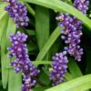 Liriope muscari Peedee Gold Ingot