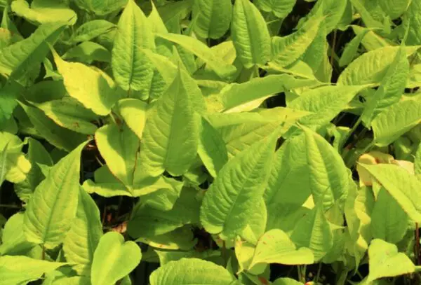 Persicaria amplexicaulis 'Cottesbrook Gold'