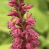 Persicaria amplexicaulis 'Cottesbrook Gold'