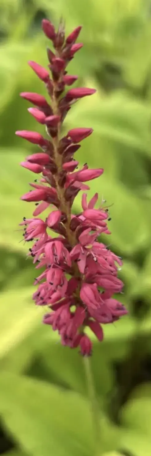 Persicaria amplexicaulis 'Cottesbrook Gold'