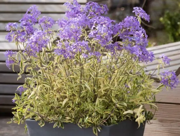 Phlox divaricata Blue Ribbons 'COV'