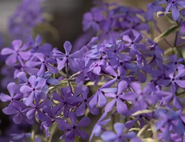 Phlox divaricata Blue Ribbons 'COV'