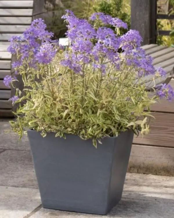 Phlox divaricata Blue Ribbons 'COV'