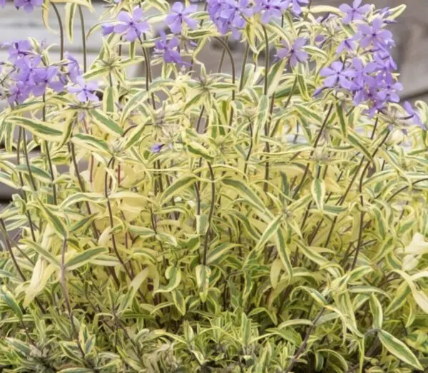 Phlox divaricata Blue Ribbons 'COV'