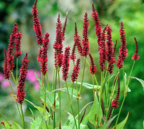 Sanguisorba hybride Little Angel