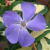 VINCA major 'Wojo's Jem'