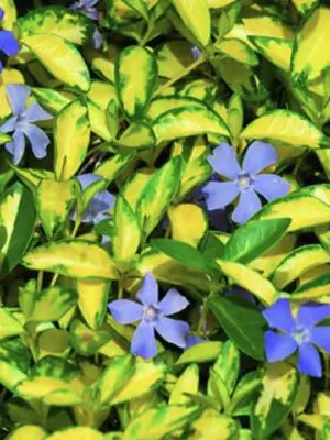 Vinca Minor Illumination