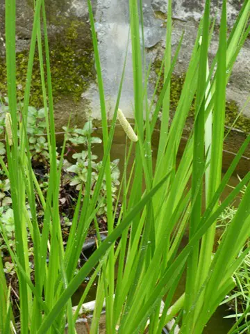 ACORUS calamus