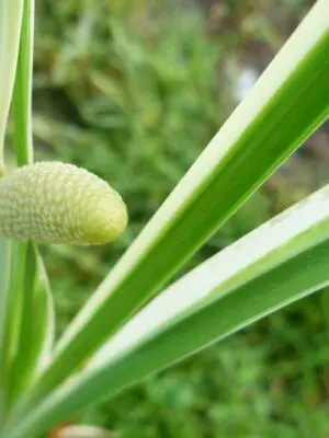 acorus calamus variegatus