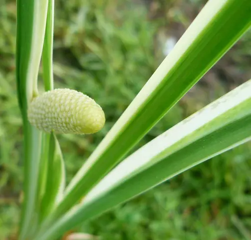 acorus calamus variegatus