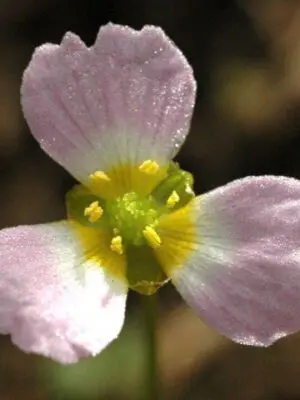 Alisma Lanceolata