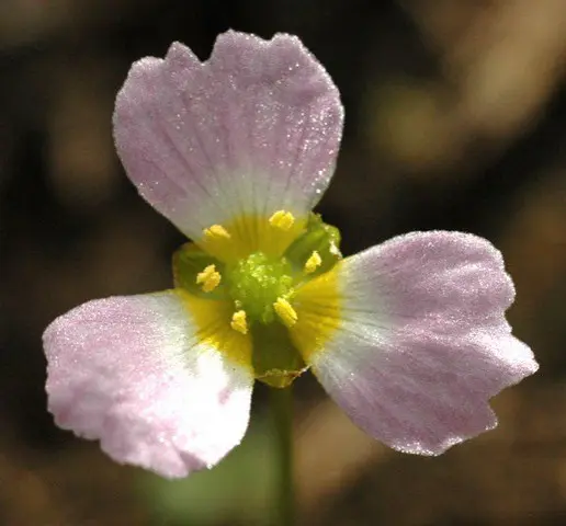 Alisma Lanceolata