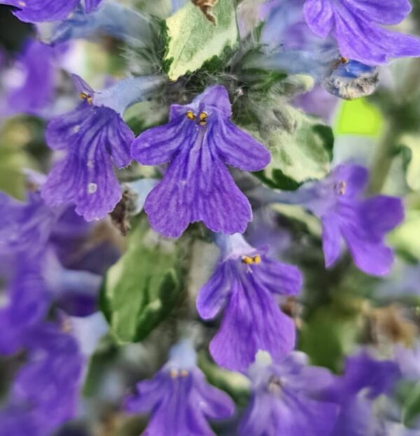 Ajuga hybride Princess Elsa 'Asaaj1'